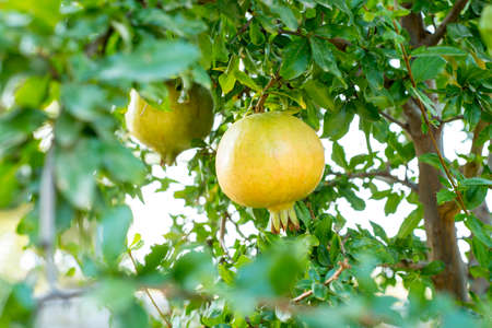 pomegranate about to ripen on the pomegranate treeの写真素材