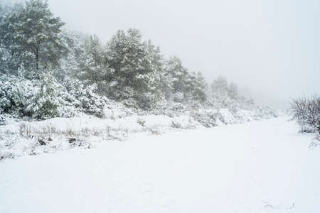 Snowy landscape during a cold stormの写真素材