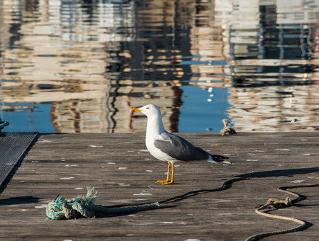 Seagull perched on a boat at the dockの写真素材