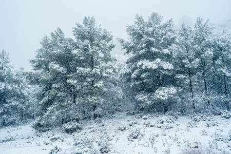 Snowy landscape during a cold stormの写真素材