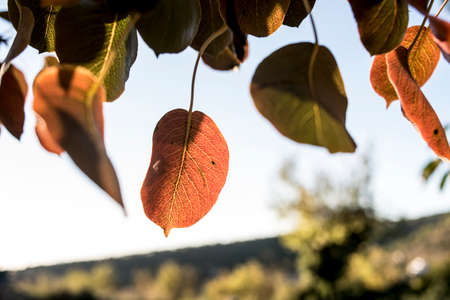 Autumn colored leaves on a sunny day, southern Spain