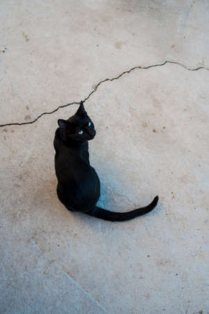 Black cat sitting on the floor with a crack in the wall.の写真素材