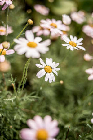White daisies on a green meadow in the summer.