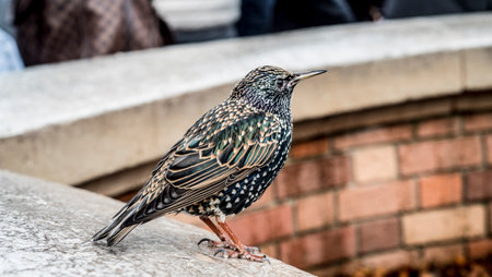 Starling sitting on the stone in front of a brick wall.の写真素材