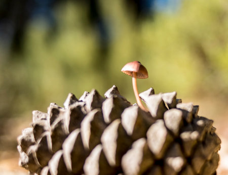 A small mushroom growing on a pine cone in the forest. Selective focus.の写真素材