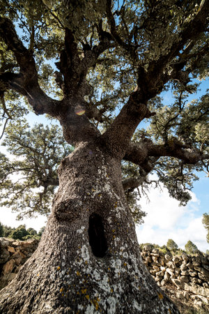 Old olive tree in the island of Mallorca, Spain.の写真素材