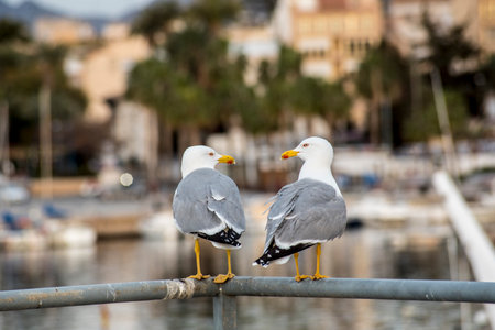 Two seagulls sitting on a metal railing in the harborの写真素材