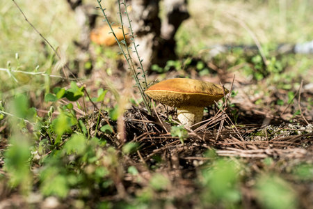 Mushroom in the grass in the forest. Selective focus.