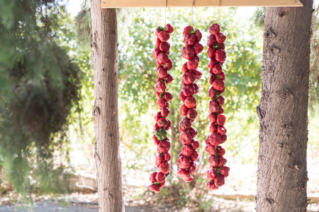 Red hot chili peppers hanging on a rope on a tree in the gardenの写真素材