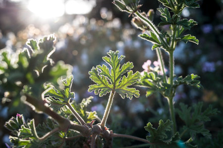 Geranium Pelargonium in the sunlight. Shallow depth of field.の写真素材