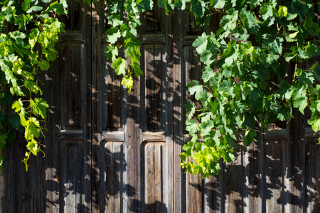 Old wooden door with green grape leaves in a vineyard in summerの写真素材