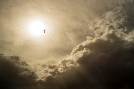 Beautiful dramatic sky with clouds and a bird in the sky.の写真素材