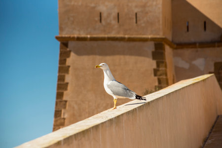 Seagull standing on a pier with blue sea in the backgroundの写真素材