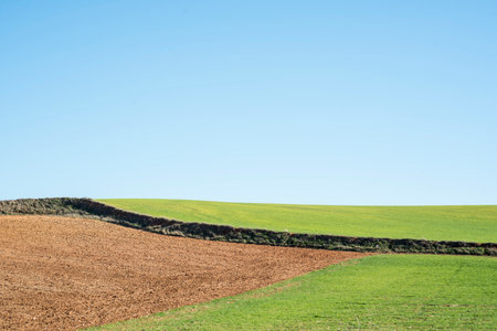 Countryside landscape with a lone tree in the middle of a fieldの写真素材