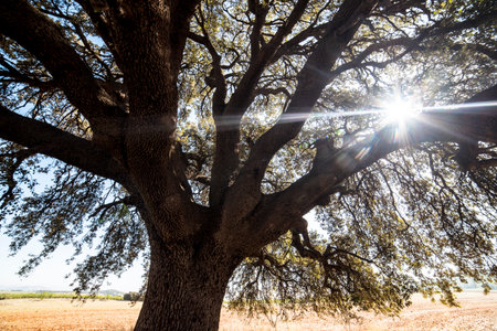 Old oak tree in a plowed field, sunny day, Spainの写真素材