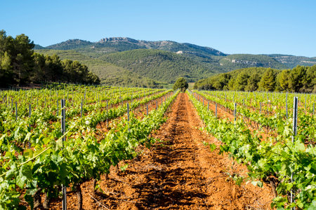 Vineyards in the region of Albacete, Spain.の写真素材