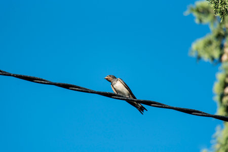 swallow on wire with blue sky background, beautiful photo digital pictureの写真素材