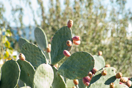 Opuntia or prickly pear cactus plant with red fruitsの写真素材