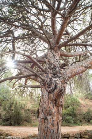 Old tree in the park of Arcos de la Frontera, Spainの写真素材