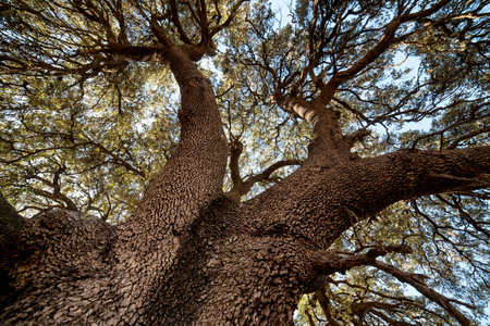 Old big tree in the park with blue sky background. Photo taken in Spainの写真素材