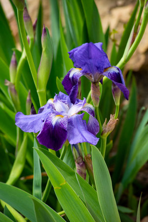 Purple iris flowers in the garden on a sunny day.の写真素材