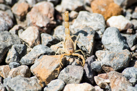 Scorpion on a rock close-up. Dangerous animal.の写真素材
