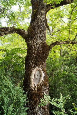 Old tree in the forest with moss on it and green foliage.の写真素材
