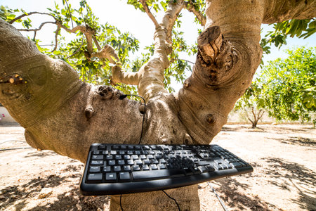 Keyboard and tree in the park. Selective focus.の写真素材