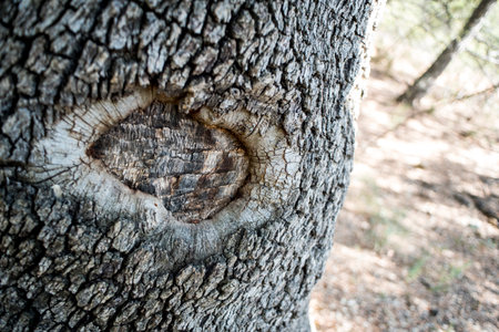 Detail of the trunk of an old olive tree in the forestの写真素材