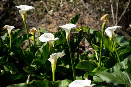 White Calla lily flowers blooming in the garden in springの写真素材