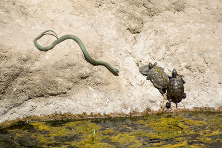 Tortoise and green snake on the rock in the pond.の写真素材