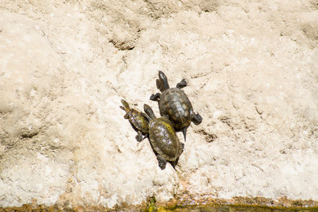 Turtles on the rocks in the sun.の写真素材