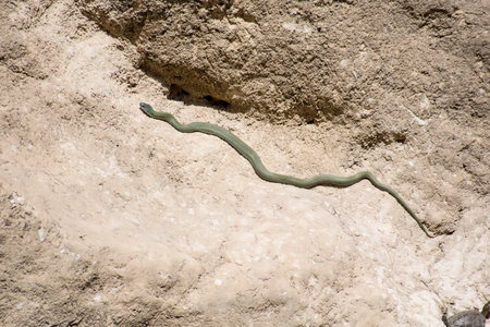 Green snake on the rock, close-up of a snake.の写真素材