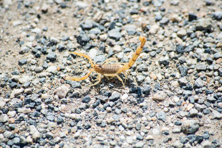 Yellow scorpion on the ground, close-up of a scorpion
