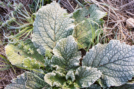 Frost on the leaves of a plant in the early spring.