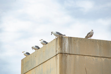 Seagulls sitting on the wall of a building in the city