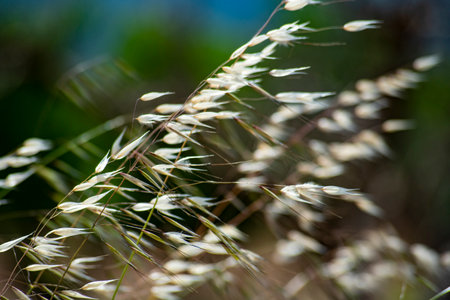 Close up of grass flower with blur background, selective focus on foreground.の写真素材