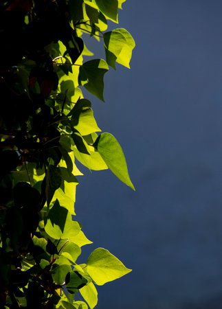 Green leaves on the branches of a tree in the light of the sunの写真素材