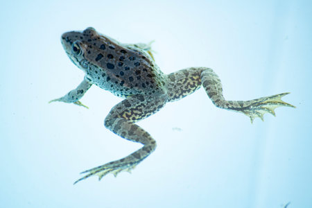 Frog in the pond, close-up on a blue backgroundの写真素材