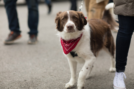 St. Louis, Missouri, USA - February 04, 2018, The Begginâ Pet Parade is part the Soulard neighborhood Mardi gras celebrations in St. Louis, and it consist of dogs in costume and their owners marching down the streets in the neighborhood.のeditorial素材