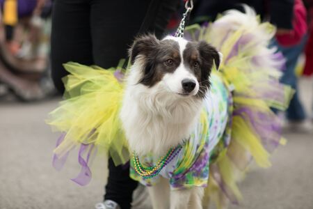 St. Louis, Missouri, USA - February 04, 2018, The Begginâ Pet Parade is part the Soulard neighborhood Mardi gras celebrations in St. Louis, and it consist of dogs in costume and their owners marching down the streets in the neighborhood.のeditorial素材