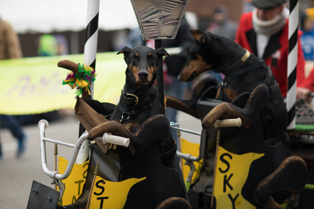 St. Louis, Missouri, USA - February 04, 2018, The Begginâ Pet Parade is part the Soulard neighborhood Mardi gras celebrations in St. Louis, and it consist of dogs in costume and their owners marching down the streets in the neighborhood.のeditorial素材