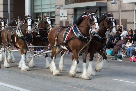 Houston, Texas, USA - November 23, 2017, The H-E-B Thanksgiving Day Parade in Houston began in 1949, when Santa arrived at Union Station and rode his sleigh to the downtown Foleyâs. A holiday tradition showcasing the Houston community on Thanksgiving moのeditorial素材