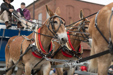 Holland, Michigan, USA - May 12, 2018 A group of mules pulling a hitch down the road at the Muziek Parade, during the Tulip Time Festivalのeditorial素材