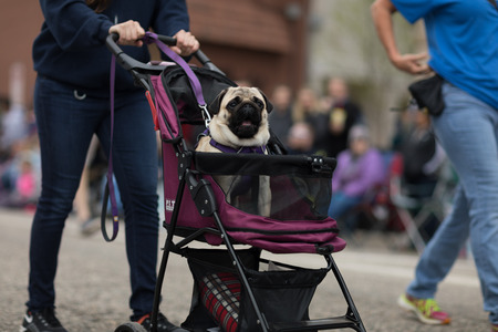 Holland, Michigan, USA - May 12, 2018 People wearing blue shirts with the icon of Harbor Humane Society walk down the road with thir pet dogs at the Muziek Parade, during the Tulip Time Festivalのeditorial素材