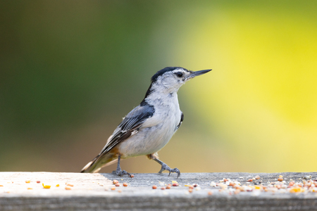 A White-breasted nuthatch stands on a board with seeds at it is feet, with a green and yellow background.の写真素材