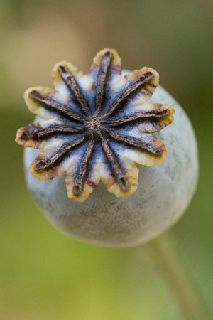 Closeup of flower with out petals in the wild in the United States of Americaの写真素材
