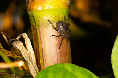 Close up of a stink bug on a plant
