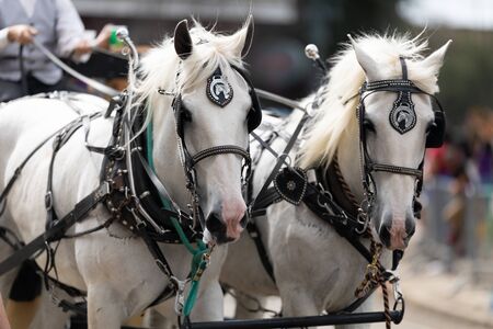 New Orleans, Louisiana, USA - February 23, 2019: Mardi Gras Parade, Horses pulling a wagon at the...