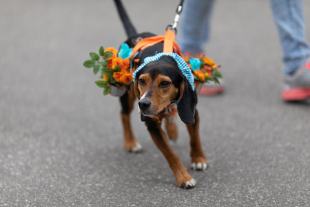 Holland, Michigan, USA - May 11, 2019: Tulip Time Parade, Beagle wearing an outfit with tulip flowers and a Dutch style scarf during the paradeのeditorial素材